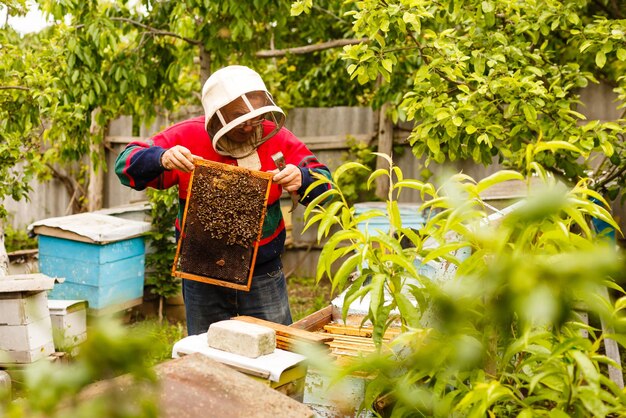 Imker arbeitet mit Bienen und Bienenstöcken am Bienenhaus. Imker am Bienenhaus.