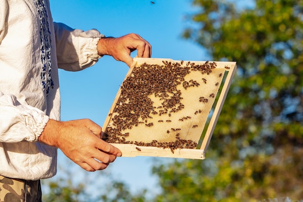 Imker arbeitet mit Bienen und Bienenstöcken an den Bienenstöcken eines Bienenstocks