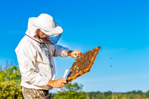 Imker arbeitet mit Bienen und Bienenstöcken an den Bienenstöcken eines Bienenstocks