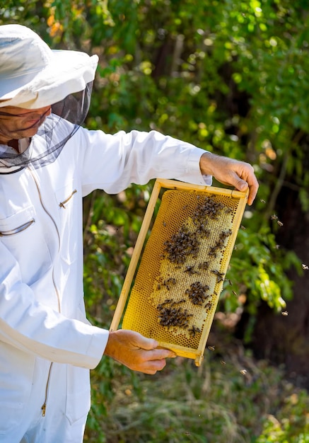 Imker arbeitet mit Bienen und Bienenstöcken an den Bienenstöcken eines Bienenstocks