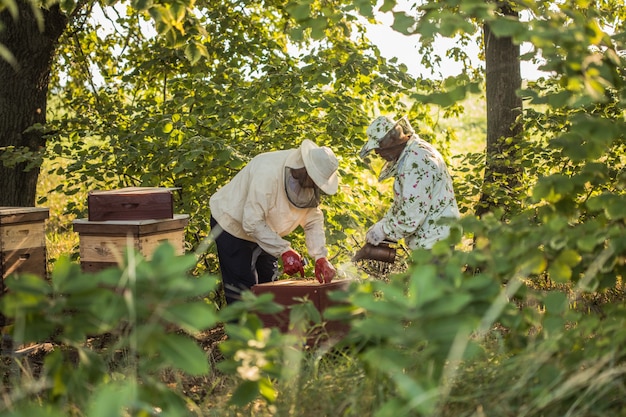 Imker arbeitet mit Bienen und Bienenstöcken an der Imkerei Authentische Szene des Lebens im Garten