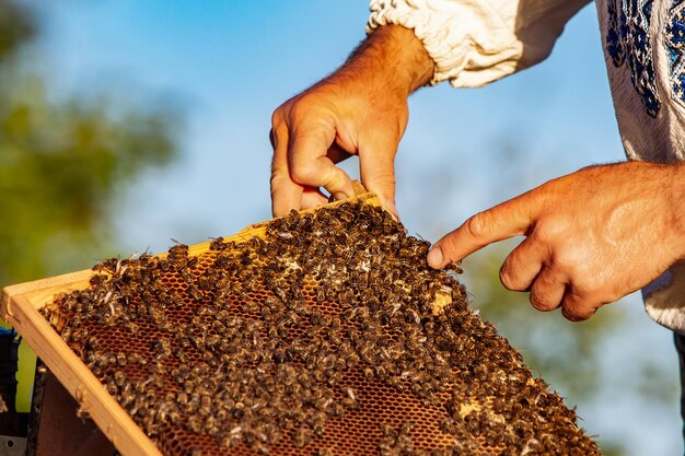 Imker arbeitet mit Bienen und Bienenstöcken auf dem Bienenstand Bienen auf Waben Rahmen eines Bienenstocks Imkerei Honig