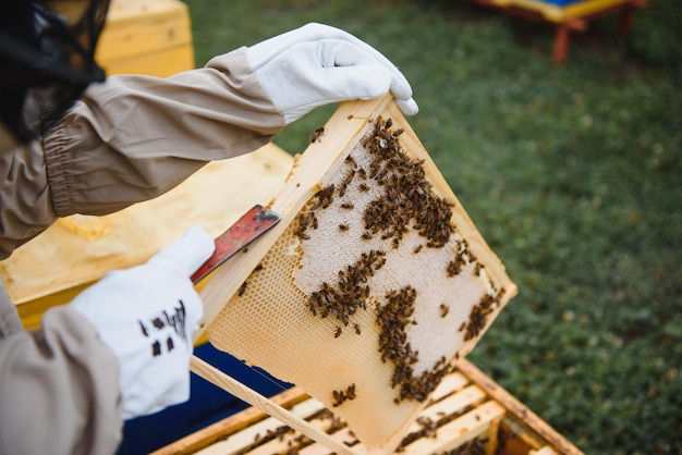 Imker arbeitet mit Bienen und Bienenstöcken auf Imkerei Bienen auf Waben Rahmen des Bienenstocks Imkerei Honig Gesunde Ernährung Naturprodukte