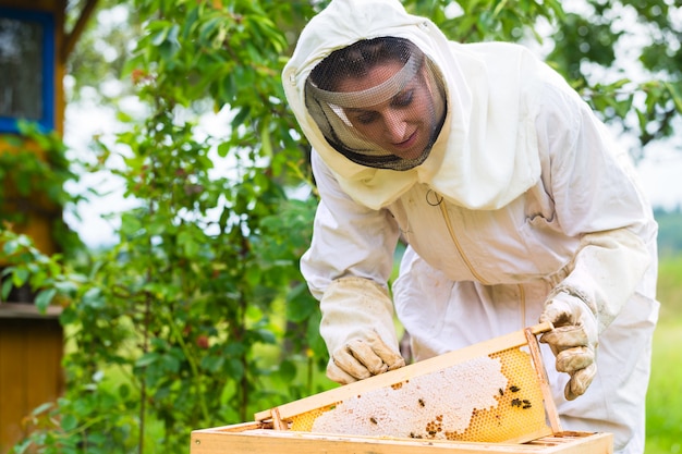 Imker, der Beeyard und Bienen kontrolliert