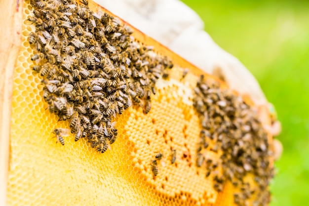 Imker, der Beeyard und Bienen steuert