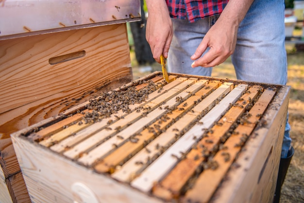 Imker, der Bienenstöcke überprüft