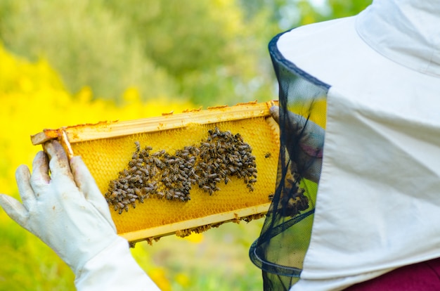 Imker, der eine Bienenwabe voll von Bienen hält