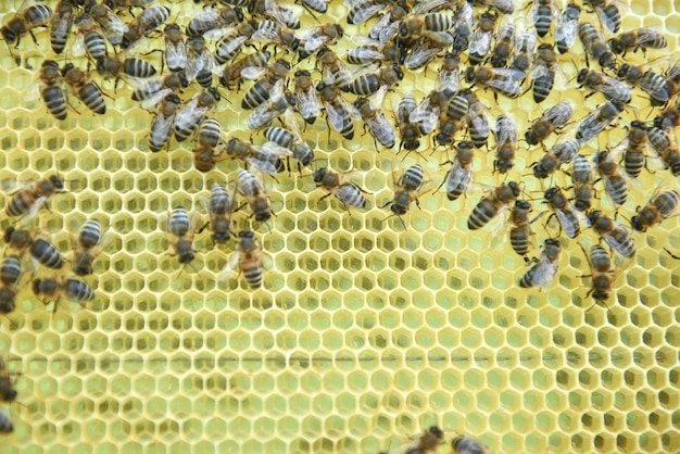 Imker, der in seinem Bienenhaus hält Bienenwabenrahmen arbeitet