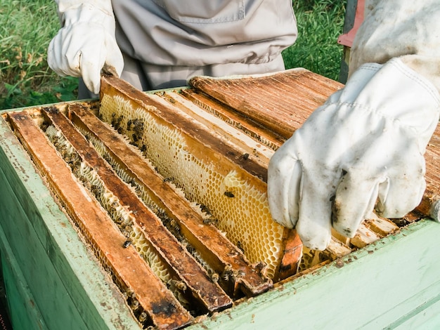 Foto imker entfernen wabe aus bienenstock person im imkeranzug honig aus bienenstock nehmen bauer trägt bienenanzug, der mit waben im bienenhaus arbeitet imkerei in der ökologischen landwirtschaft auf dem land