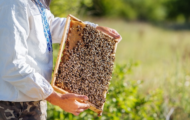 Imker hält einen Rahmen mit Larven der Bienen in seinen Händen