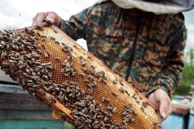 Imker hält Rahmen der Wabe mit Bienen. Imker in Arbeitsschutzkleidung, der den Wabenrahmen am Bienenhaus inspiziert und Honig erntet. Imkerkonzept