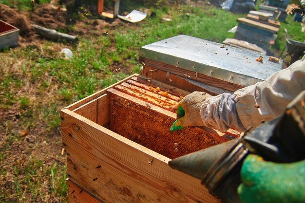 Imker in Handschuhen und im Kostüm eines Imkers prüft Bienenstöcke mit Bienen, bereitet sich auf das Sammeln von Honig vor und pflegt Rahmen mit Waben