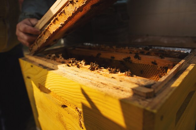 Imker Inspecting Bee Hive nach dem Winter