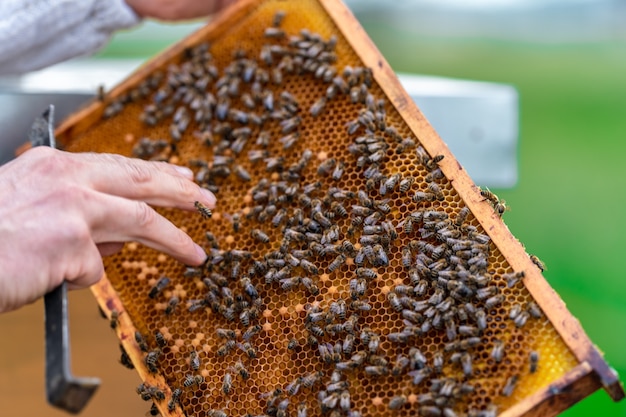 Imker inspizieren Bienen auf einem Wachsrahmen in einer Imkerei