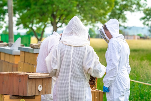 Imker inspiziert Bienen im Schutzanzug