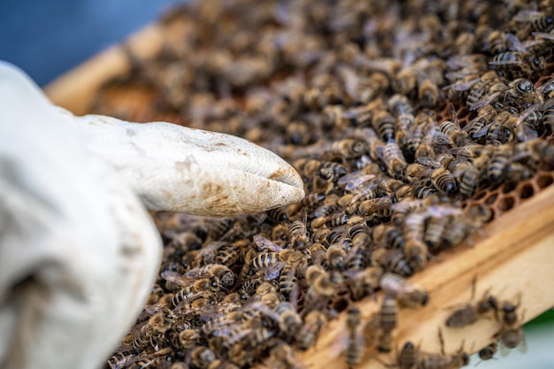 Imker inspiziert Bienen im Schutzanzug