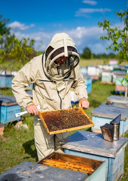 Imker inspiziert Kämme Bienenstock-Imker, der mit Holzrahmen arbeitet