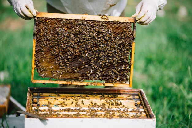 Foto imker mit bienen und honigstock