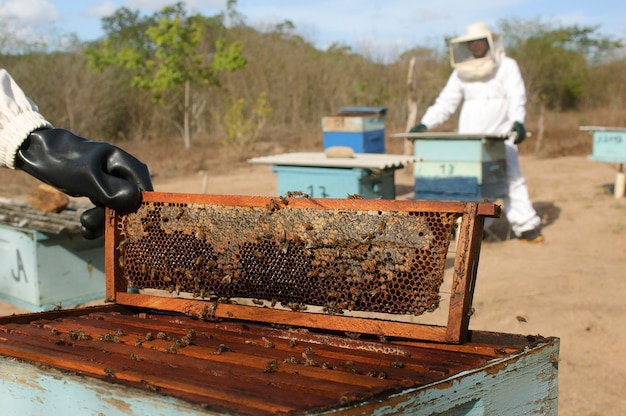 Imker mit Waben in den Händen sammeln Bienenhonig in Jacarau Paraiba Brasilien
