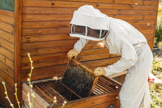 Imker zieht aus dem Bienenstock einen Holzrahmen mit Bienenwabe heraus. Sammle Honig. Imkerei-Konzept.