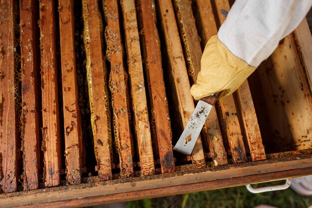 Imker zieht Holzrahmen mit Bienenwabe aus Bienenstock mit Imkerwerkzeug