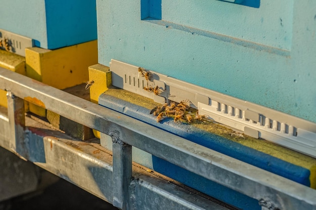 Imkerei Imker bei der Arbeit Bienen im Flug