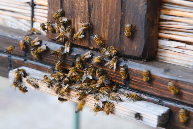 Imkerei Imker bei der Arbeit Bienen im Flug