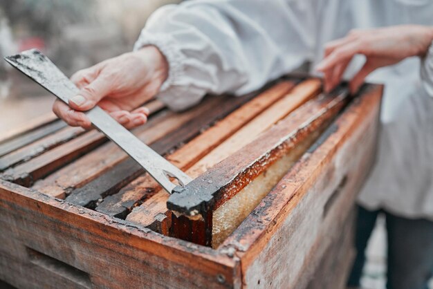 Imkerei Waben- und Honigproduktion Landwirtschaft und Nachhaltigkeit Bio-Herstellung und Öko-Kleinunternehmer Nahaufnahme Imker Bienenstock Rahmenbox und nachhaltige Bewirtschaftung von Bienen