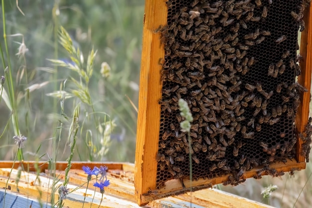 Imkereiarbeiter oder Imker bewirtschaften Honigbienenvölker für die Honigproduktion auf dem Feld