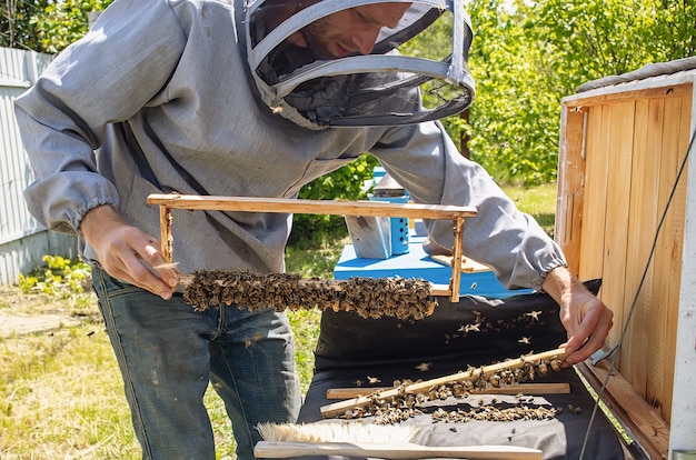 Imkerköniginzelle für Larven von Bienenköniginnen. Imker im Bienenhaus mit Rahmen mit versiegelten Bienenköniginnen, bereit, Bienenköniginnen zu züchten. Weicher Fokus.