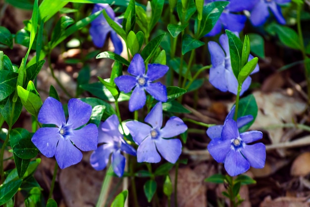 Immergrün vulgaris, Blüten von klarer blauer Farbe Nahaufnahme