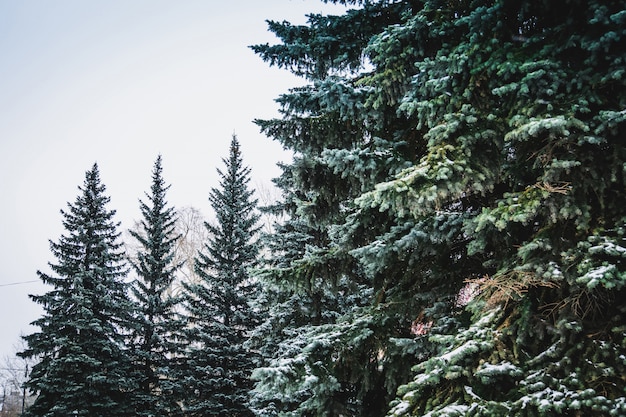 Foto immergrüne bäume im winter