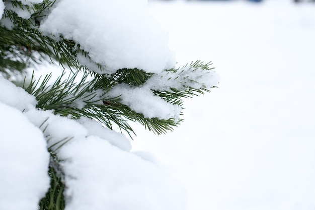 Immergrüne Fichte mit Neuschnee auf weißem Hintergrund. Winterwald im Schnee. Natur