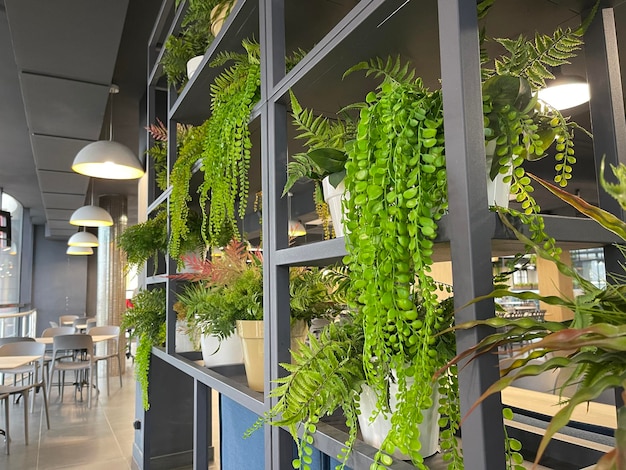 Immergrüne künstliche Topfpflanzen an der Wand im modernen Café