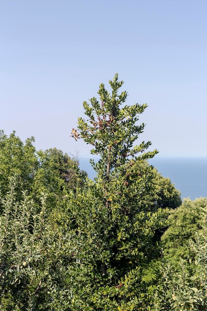 Immergrüne Pflanze Ilex aquifolium, die vor dem Hintergrund des Meeres in der Nähe wächst