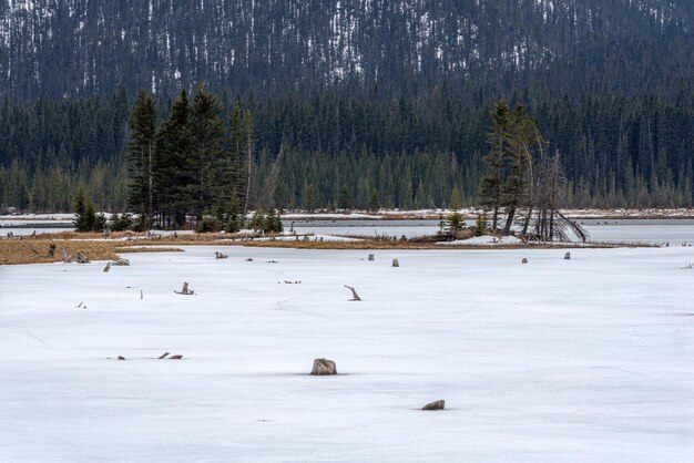 Immergrüne und abgestorbene Baumstümpfe im Goat Pond Kananaskis Country Alberta im Eis eingefroren