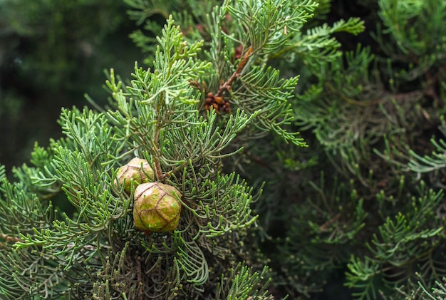 Immergrüner Baum Thuja