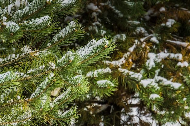 Immergrüner Baum unter Schnee