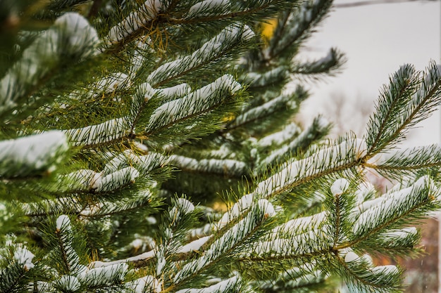 Immergrüner Baum unter Schnee