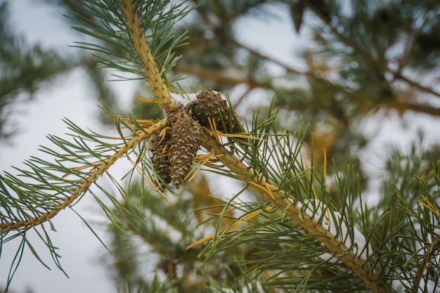 Immergrüner Baum unter Schnee