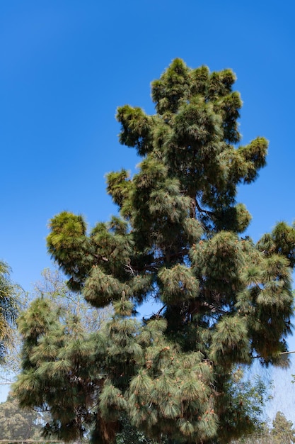 Immergrüner Nadelbaum mit Tannennadeln am sonnigen blauen Himmel.