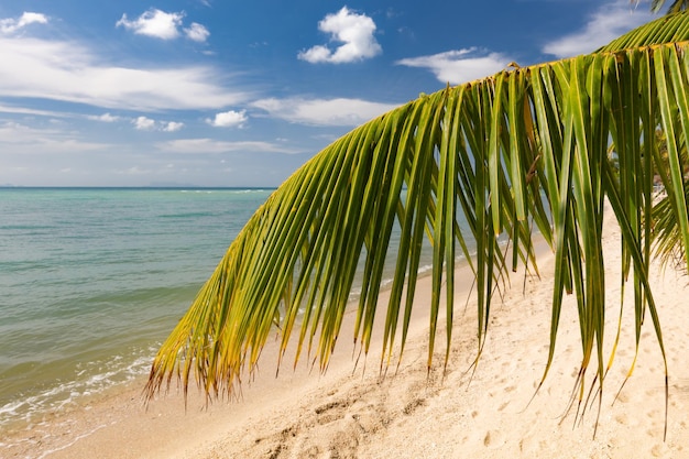 Immergrüner Palmenzweig gegen den sonnigen Strand des tropischen Paradieses und das Meer Koh Samui Thailand