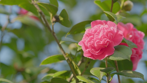 Immergrüner Sträucher oder kleiner Baum Schöne Gartenblumen Kamelien blühen auf grünen Büschen