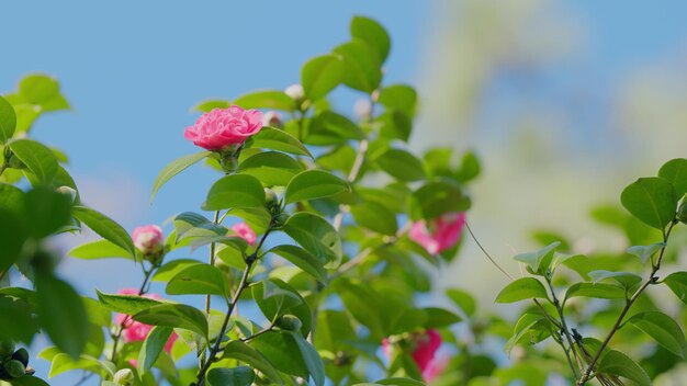 Immergrüner Sträucher oder kleiner Baum Schöne Gartenblumen Kamelien blühen auf grünen Sträuchern