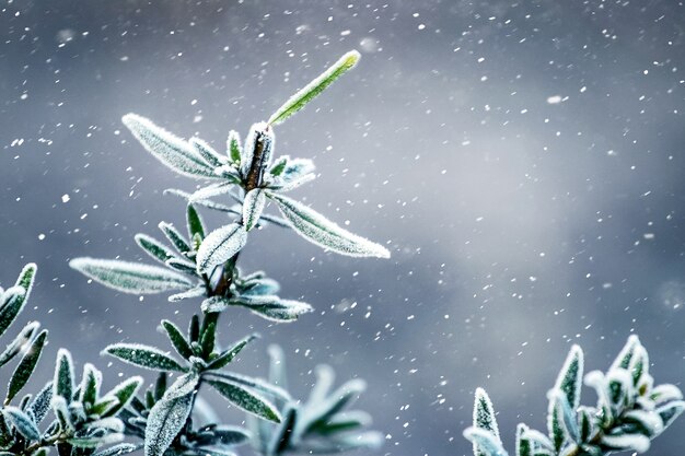 Immergrüner Strauch im Garten bei Schneefall