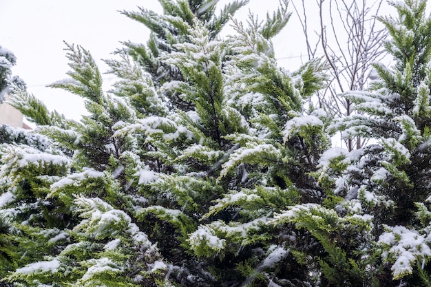 Immergrüner Thujabaum mit Schnee bedeckt