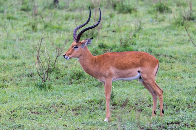 Impala-Antilope in der kenianischen Savanne