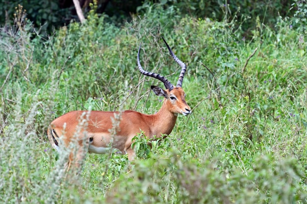 Impala de antílope en el monte en la sabana africana