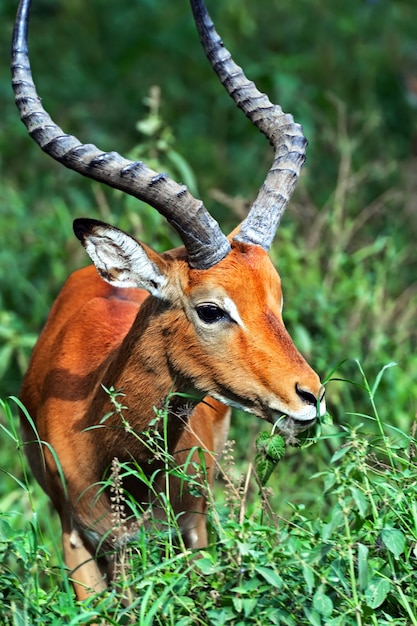 Impala de antílope en el monte en la sabana africana