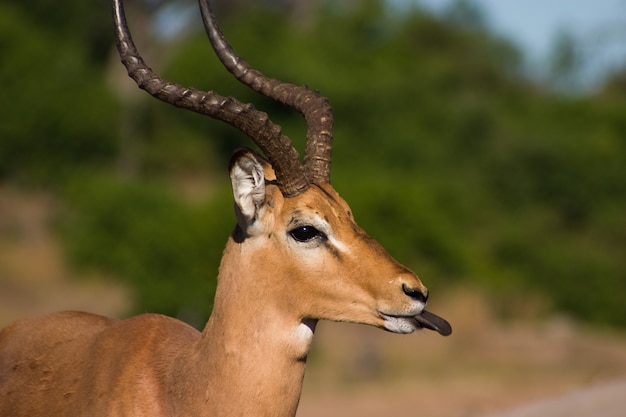 Impala atrevido de língua para fora no parque nacional de chobe, botsuana